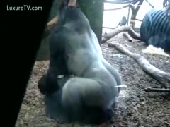 Huge silverback gorilla fucking his cage fellow